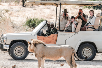 Mdonya Old River Camp: Junger Löwe
