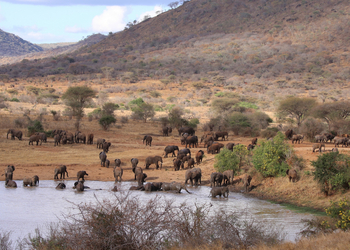 Mkomazi Wilderness Retreat: Mächtige Elefantenherde am Wasserloch