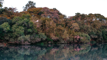 Mukambi Fig Tree Bush Camp: Flussufer und Bäume