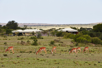 Olare Mara Kempinski: Impalas vor Camp