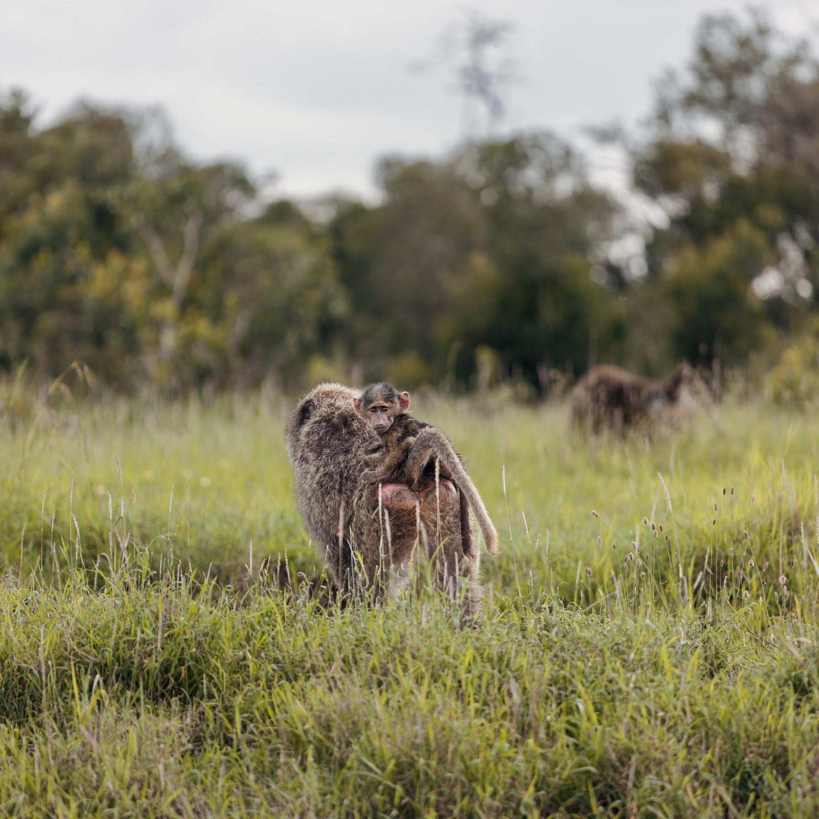 Porini Rhino Camp Porini Rhino Camp: Pavianbaby