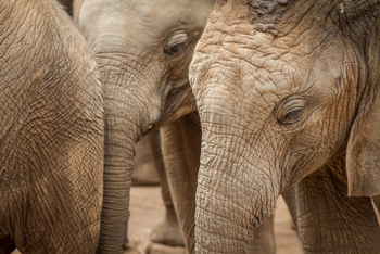 Saruni Samburu: Reteti Elephan Sanctuary