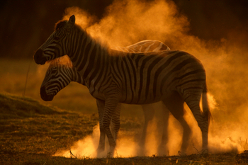 Selinda Camp: Steppenzebra