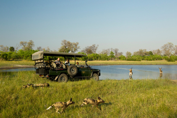 Selinda Camp: Wildhunde und Antilopen