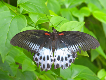 Shergarh Tented Camp: Blue Mormon