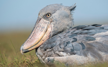 Shoebill Island Camp Shoebill Island Camp: Schuhschnabel