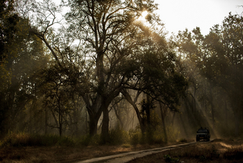 Singinawa Jungle Lodge: Mystische Stimmung im Wald