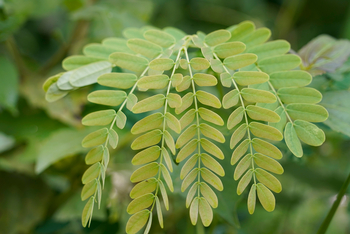 Sunderban Tiger Camp: Mimose