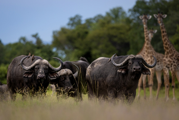 Sungani Lodge Sungani Lodge: Büffel und Giraffen