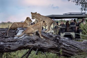 Tawana Camp: Junge Löwen