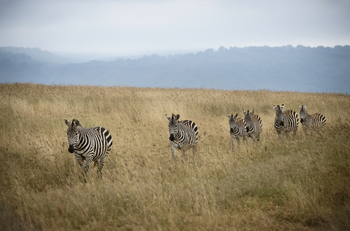 The Highlands Camp: Zebras