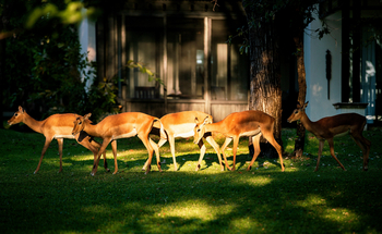 The Royal Livingstone: Impalas im Garten