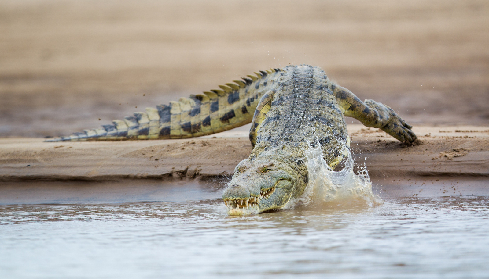 Time + Tide South Luangwa Time + Tide South Luangwa: Flüchtendes Krokodil