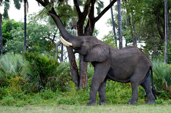 Tubu Tree Camp: Gestreckter Rüssel