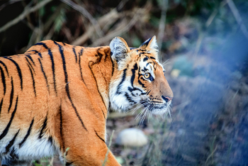 Vanghat: Toger auf Pirsch