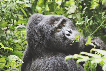Volcanoes Bwindi Lodge: Silverback