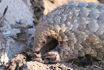 Xaranna Okavango Delta Camp: Pangolin