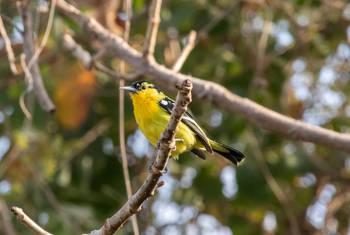 Asiatic Lion Lodge Asiatic Lion Lodge: Common Iora