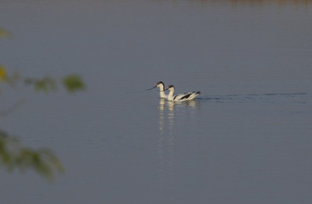 Asiatic Lion Lodge Asiatic Lion Lodge: Pied Avocet