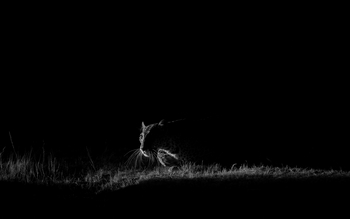 Bera Safari Lodge: Leopardengesicht