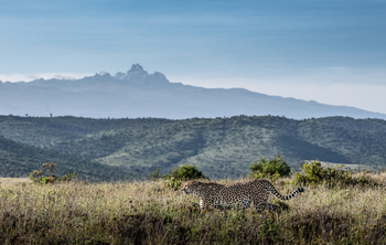 Borana Lodge Borana Lodge: Gepard im Gras
