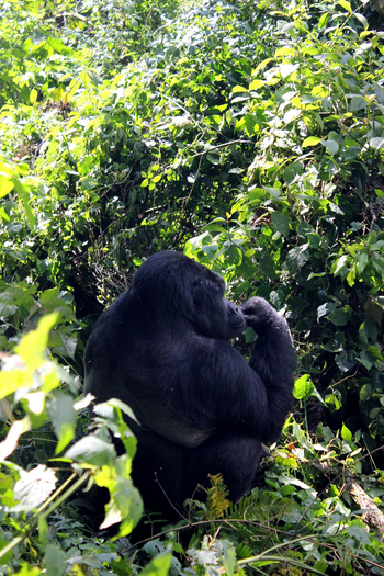 Buhoma Lodge: Silberrücken im Halbschatten