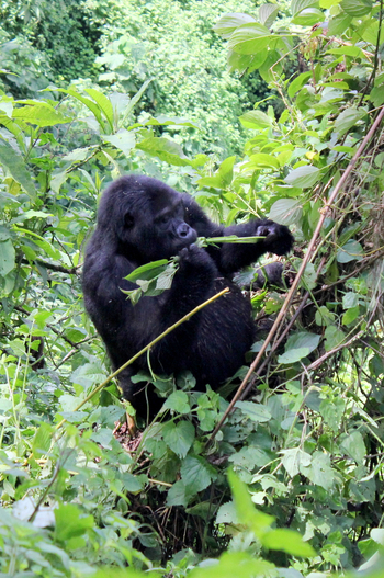 Buhoma Lodge: Weiblicher Gorilla