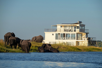 Chobe Princess: Elefanten vor dem Hausboot