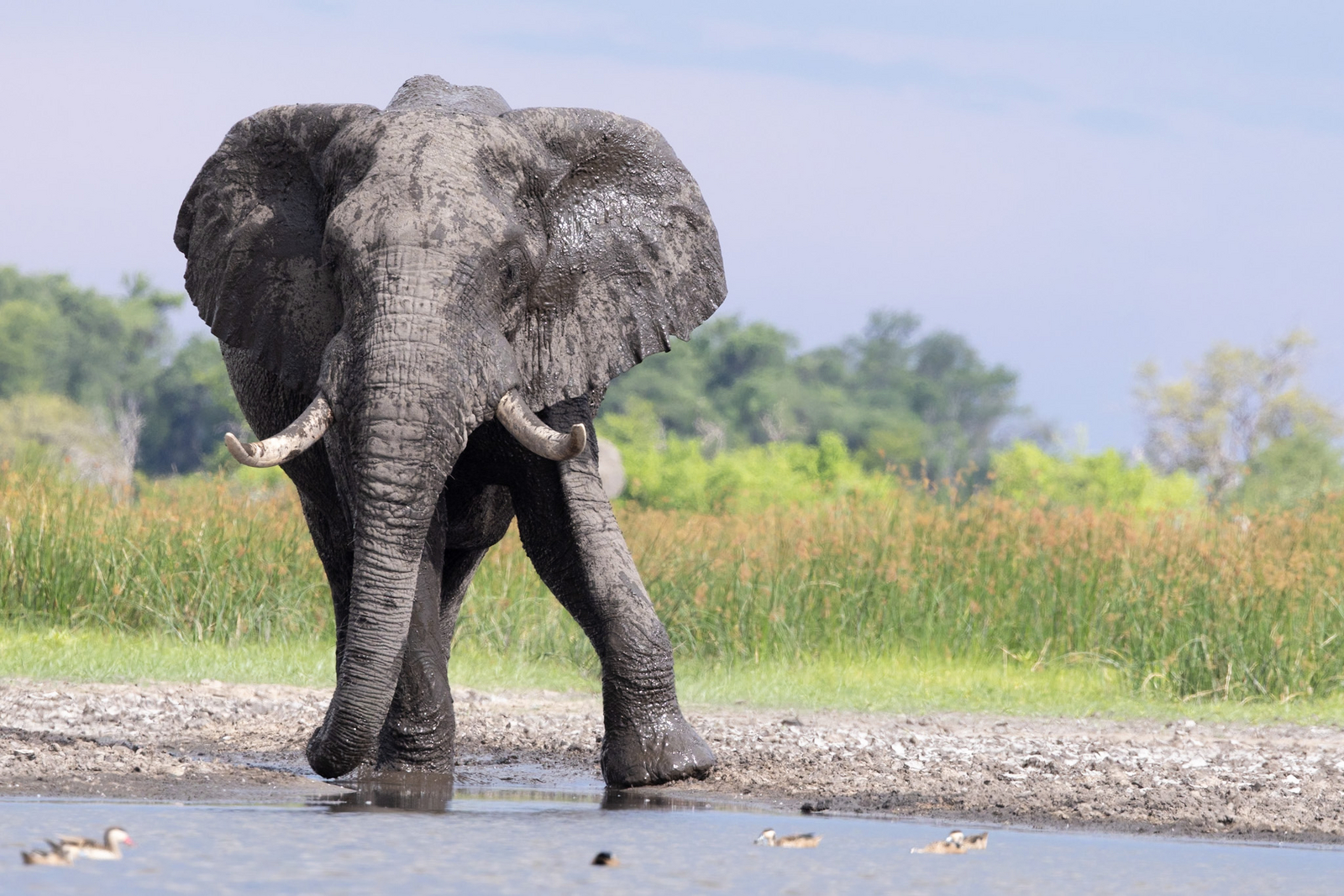 Daunara Safari Camp Daunara Safari Camp: Elefantenbulle