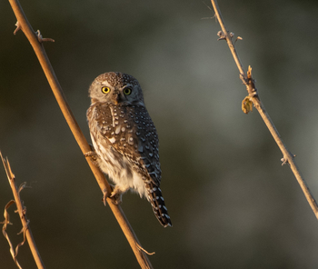 Deteema Springs Camp: Eulchen