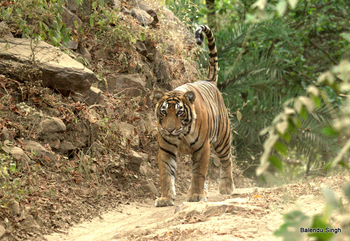 Dev Vilas: Tiger mit gerecktem Schwanz