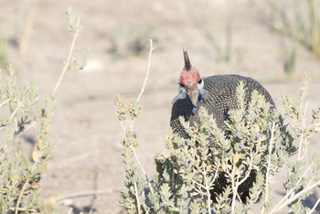 Dolomite Camp: Helmperlhuhn