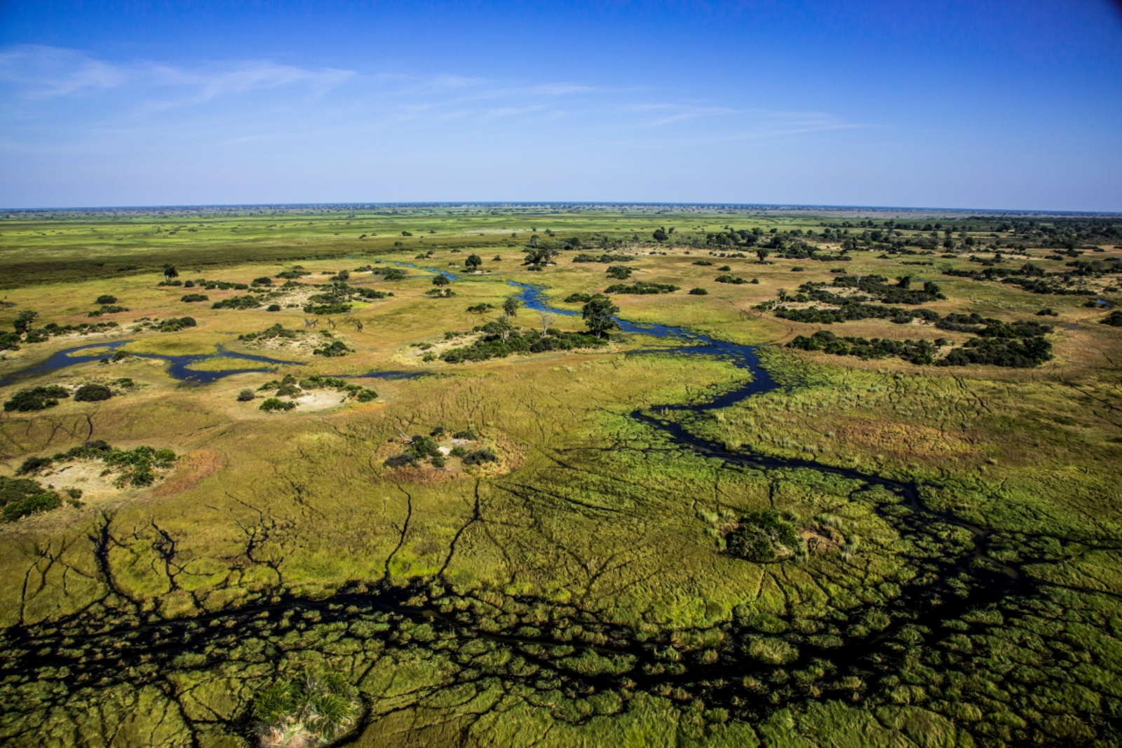 Duba Plains Camp Duba Plains Camp