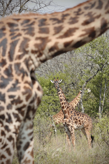 Dunia Camp: Junge Giraffen
