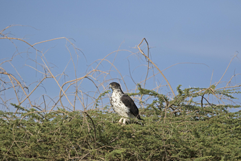 Elephant Bedroom Camp: Martial Eagle