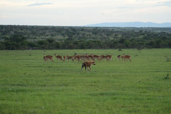 Entim Masai Mara: Hyäne und Impalas