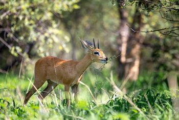 Gham Dhao Lodge Gham Dhao Lodge: Steinböckchen