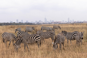 Giraffe Manor: Nairobi National Park