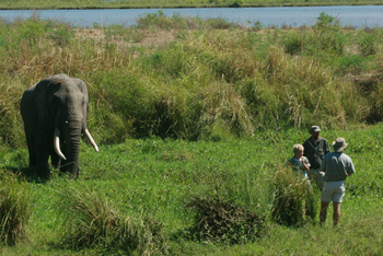 Goliath Tented Camp Goliath Tented Camp: Elefant im Schilf