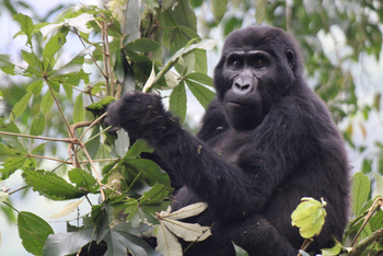 Haven Lodge: Gorillaportrait