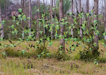 Jaagir Manor: Alexandrine Parakeets