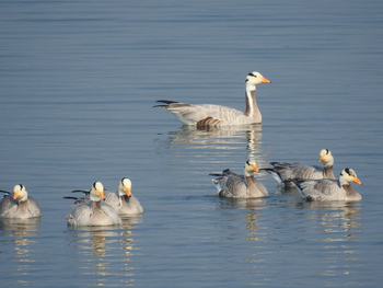 Jim's Jungle Retreat: Bar-headed Geese