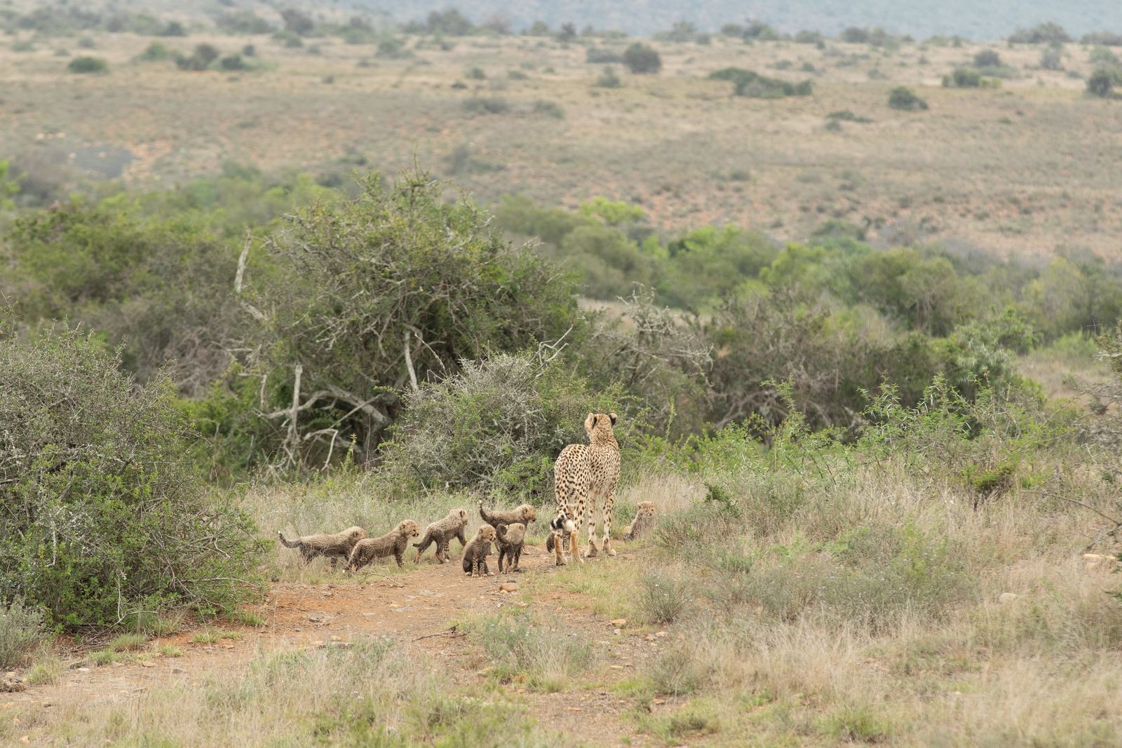 Kwandwe Private Game Reserve Kwandwe Private Game Reserve: Gepardin mit 8 Jungtieren