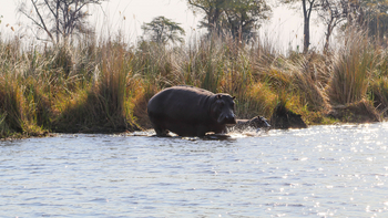 Lianshulu Lodge Lianshulu Lodge: Nilpferde