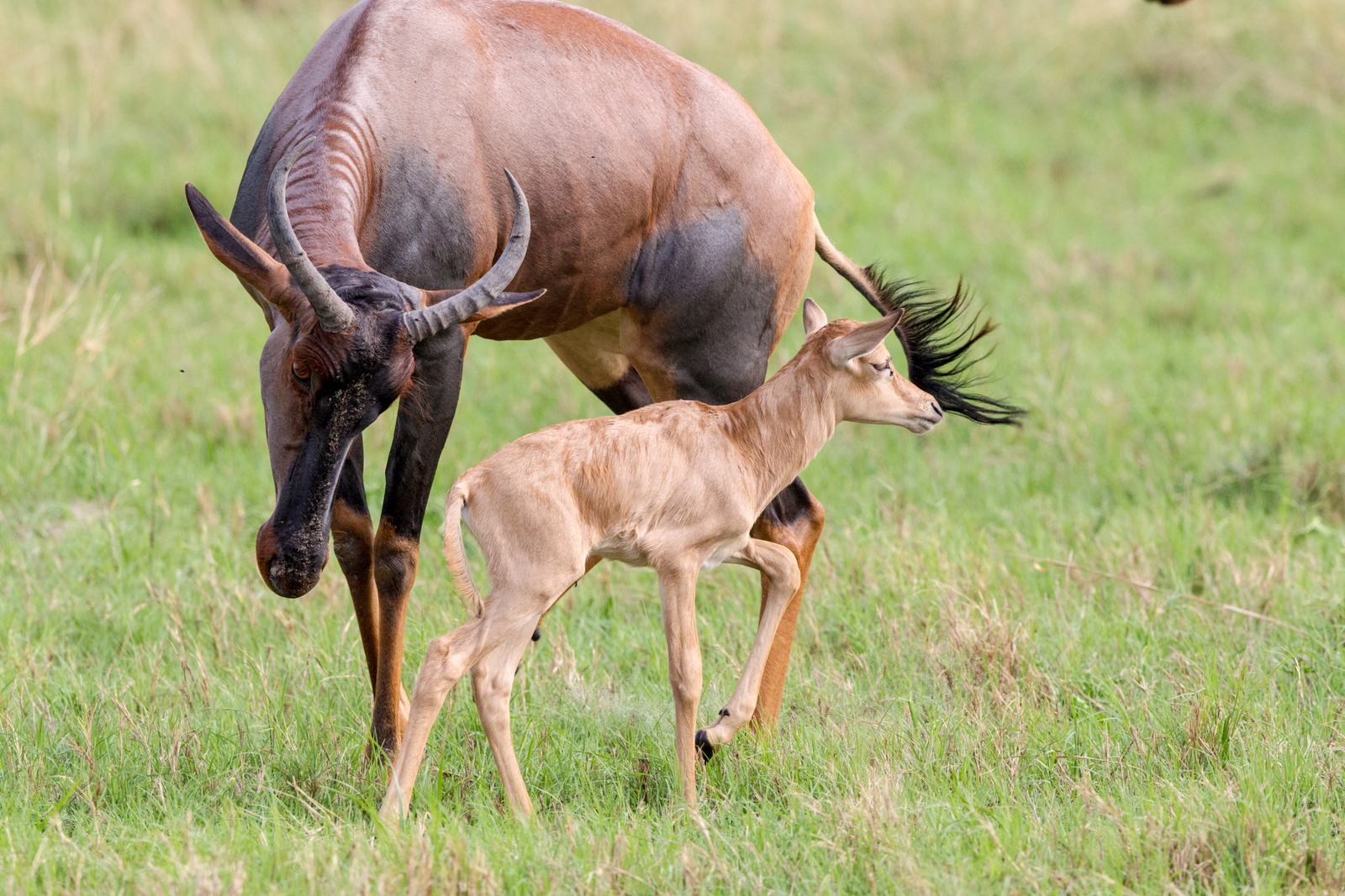 Little Vumbura Camp Little Vumbura Camp: Tsessebekalb mit Mutter