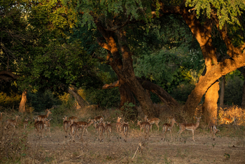 Mana River Camp Mana River Camp: Impalaherde