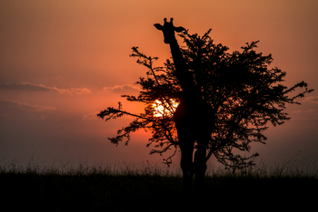Mara Plains Camp: Giraffe