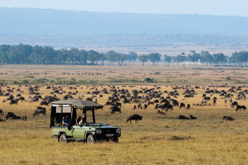 Mara Toto Tree Camp: Gnuherde