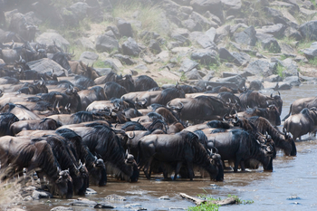 Mara Toto Tree Camp: Trinkende Gnus
