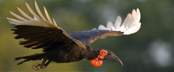 Mfuwe Lodge: Ground Hornbill